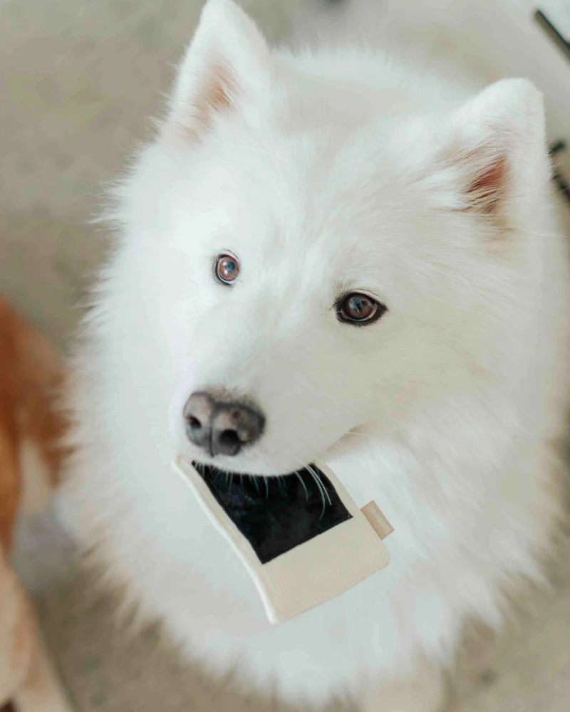 Instant Camera Enrichment Dog Toy - Image 5