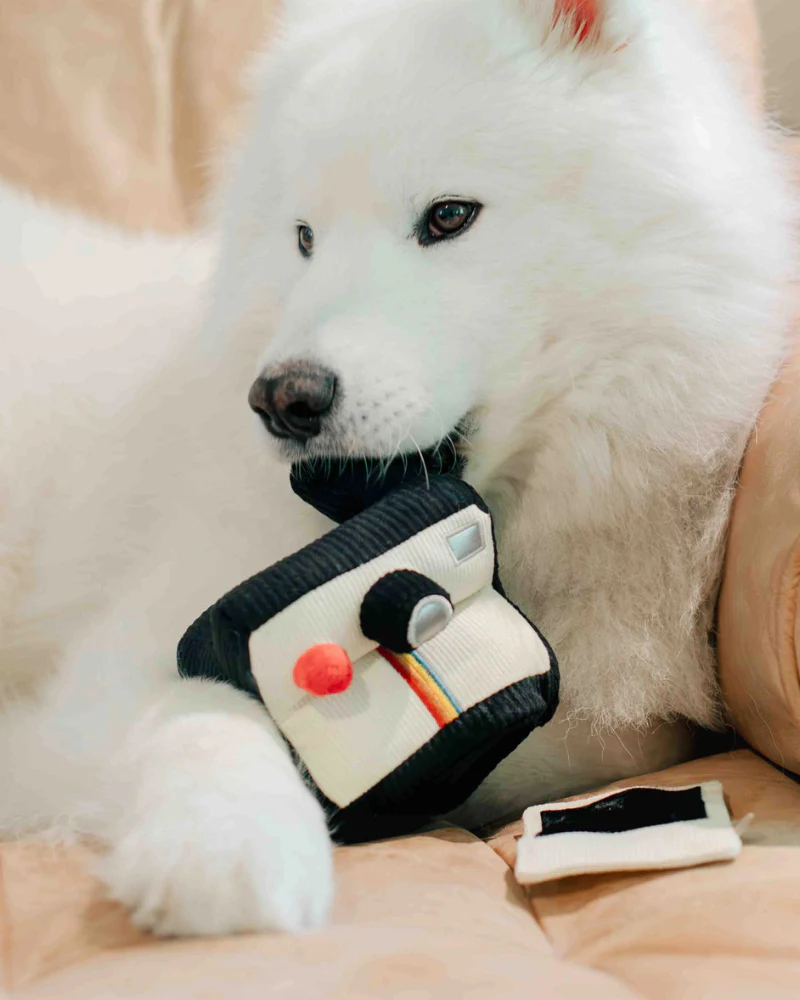 Instant Camera Enrichment Dog Toy - Image 7