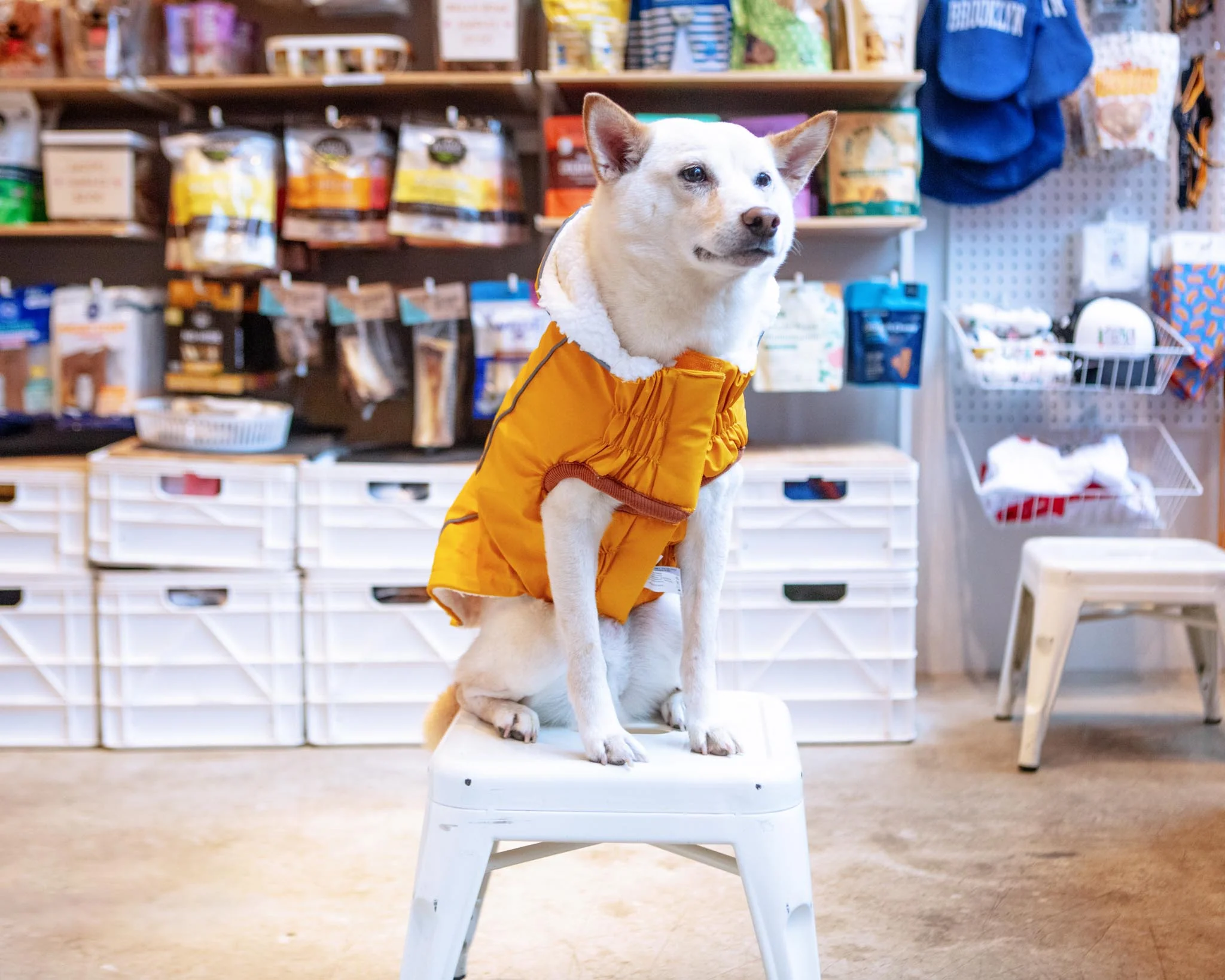 Insulated Dog Raincoat in Yellow - Image 3