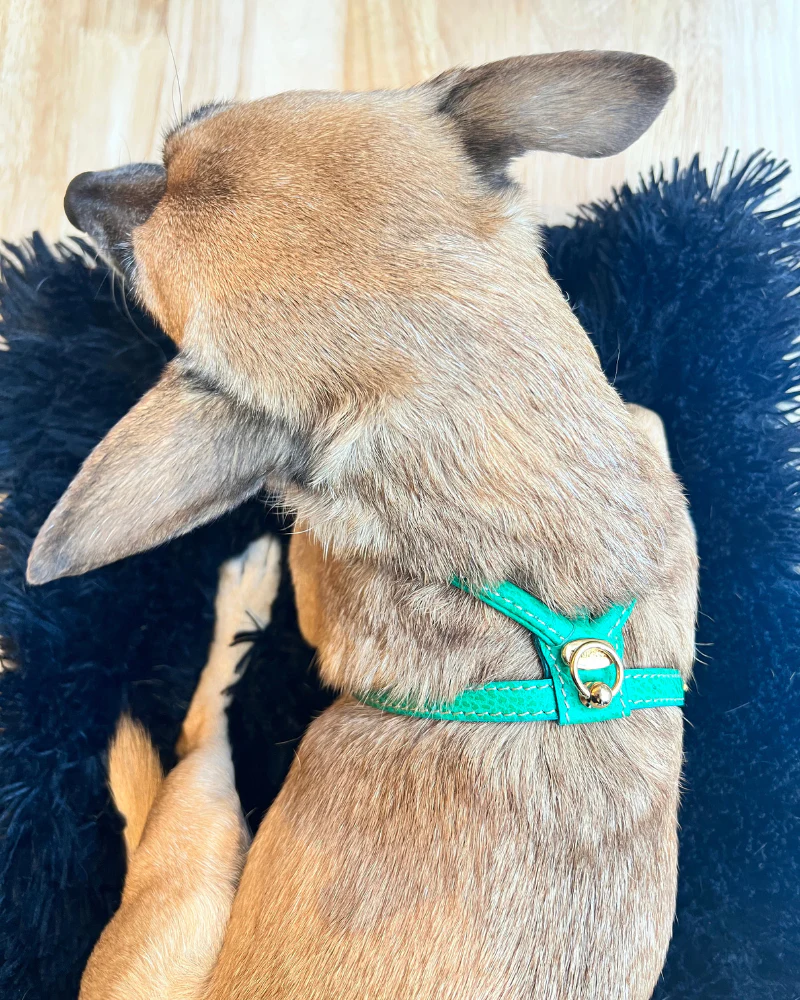 Italian Leather Dog Harness in Green (FINAL SALE) - Image 5