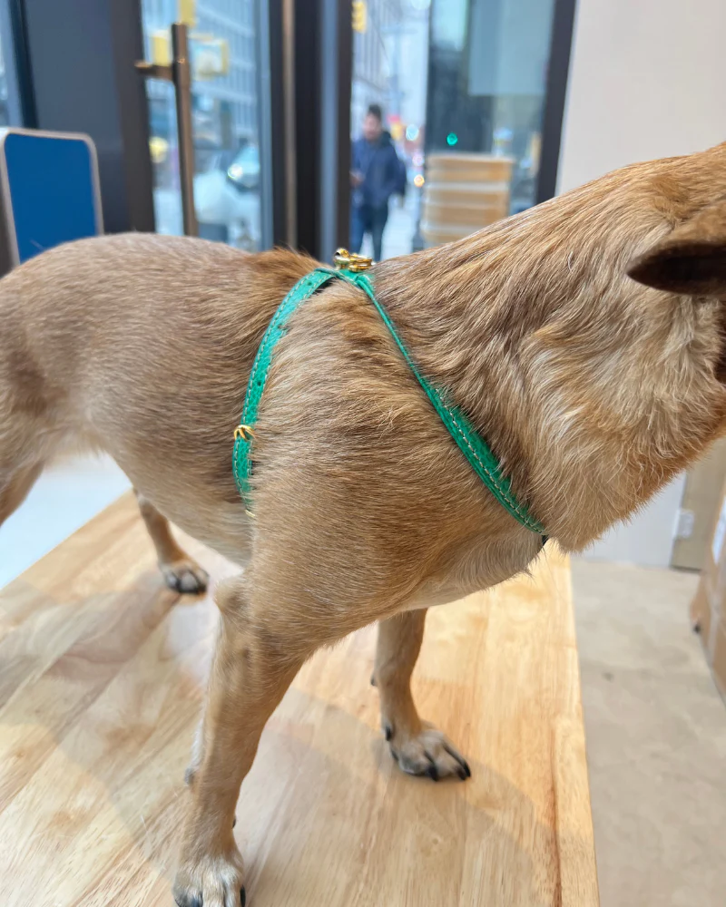 Italian Leather Dog Harness in Green (FINAL SALE) - Image 6