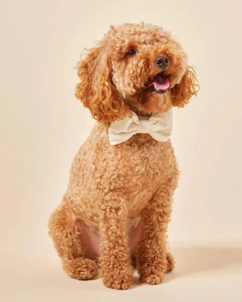 Ivory Velvet Dog Bow Tie (Made in the USA) (FINAL SALE)