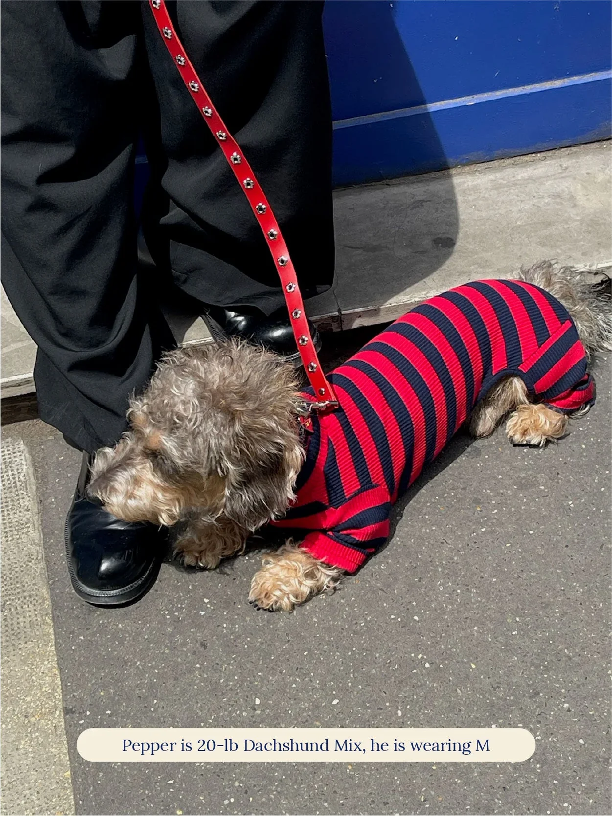 Ivy League Ribbed Dog Onesie - Image 10
