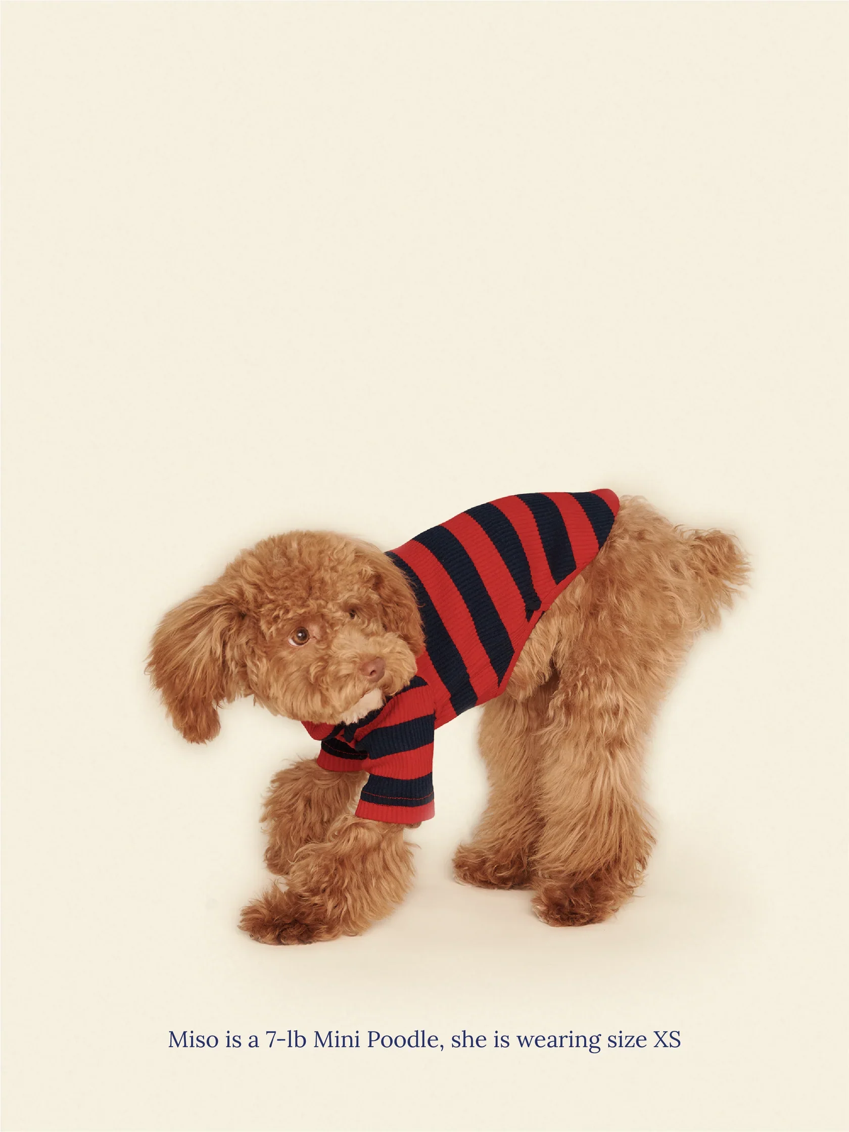 Ivy League Ribbed Dog Shirt - Image 3