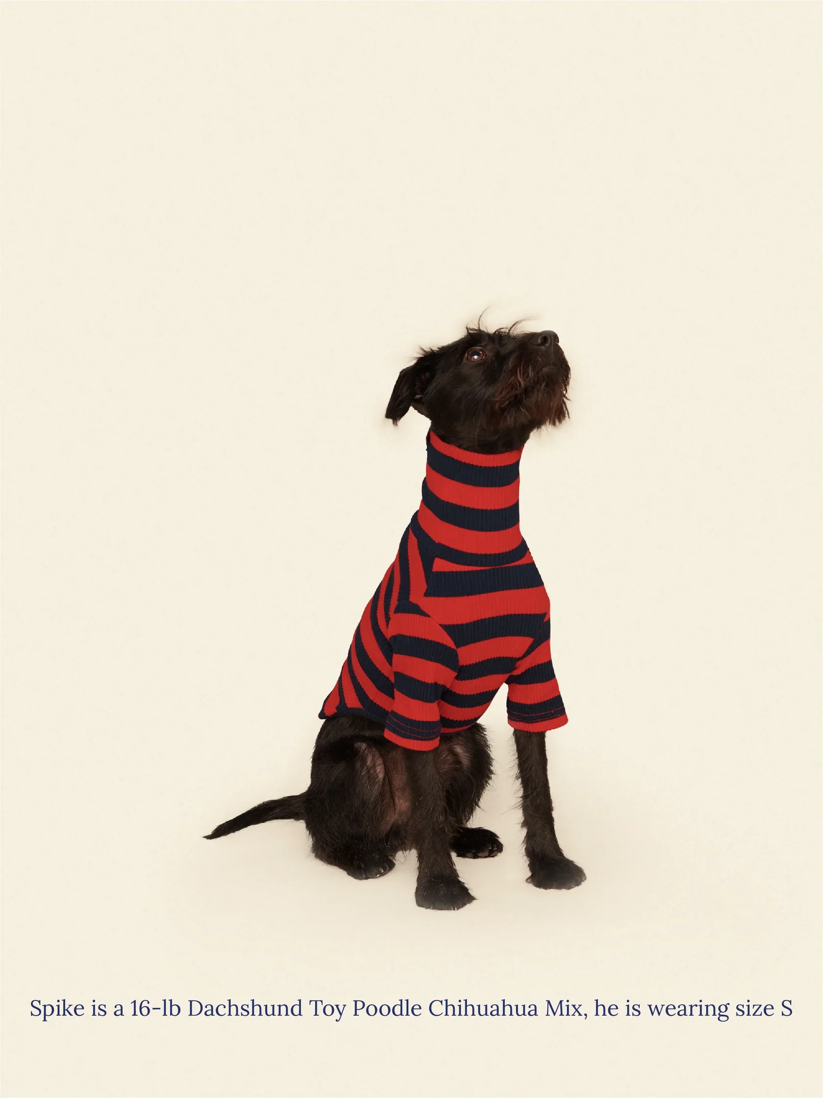 Ivy League Ribbed Dog Shirt - Image 5