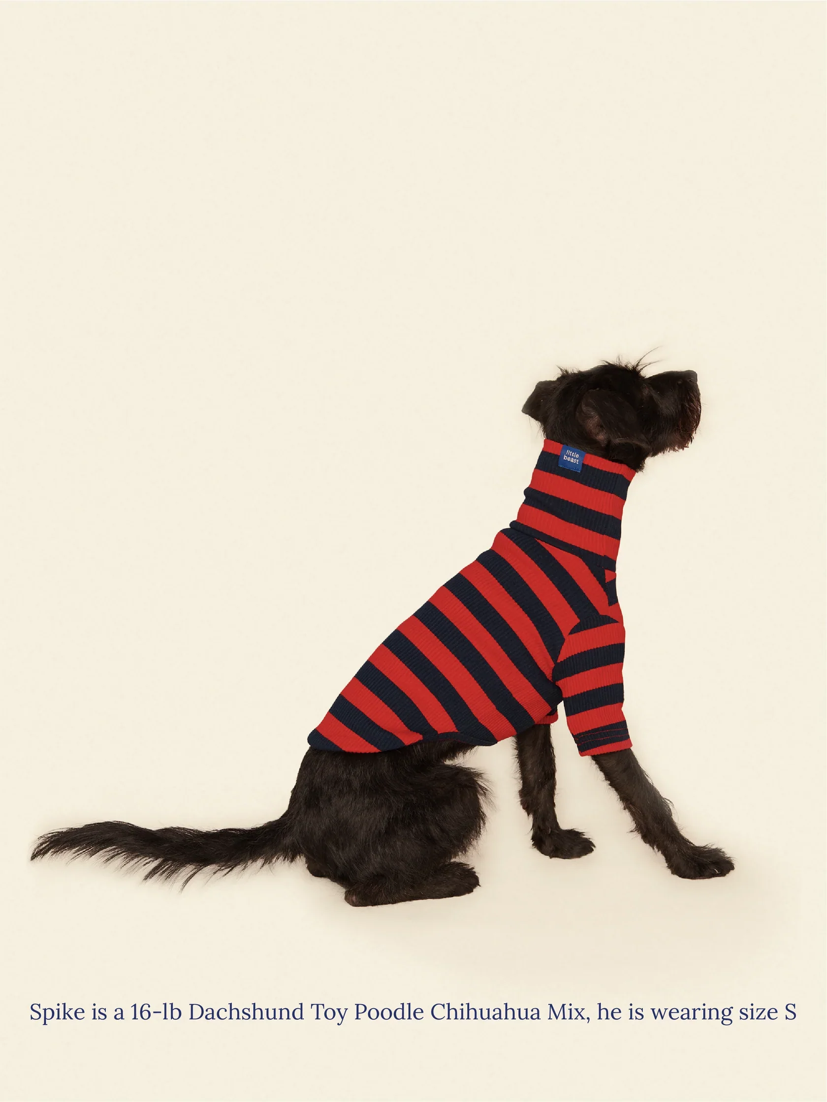 Ivy League Ribbed Dog Shirt - Image 6
