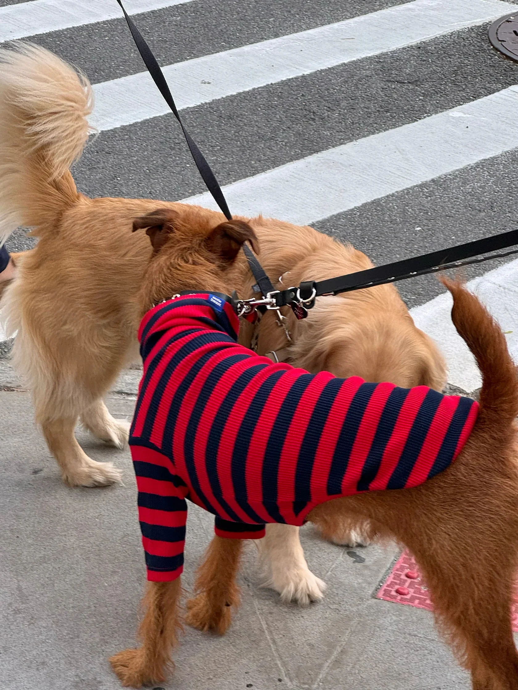 Ivy League Ribbed Dog Shirt - Image 8