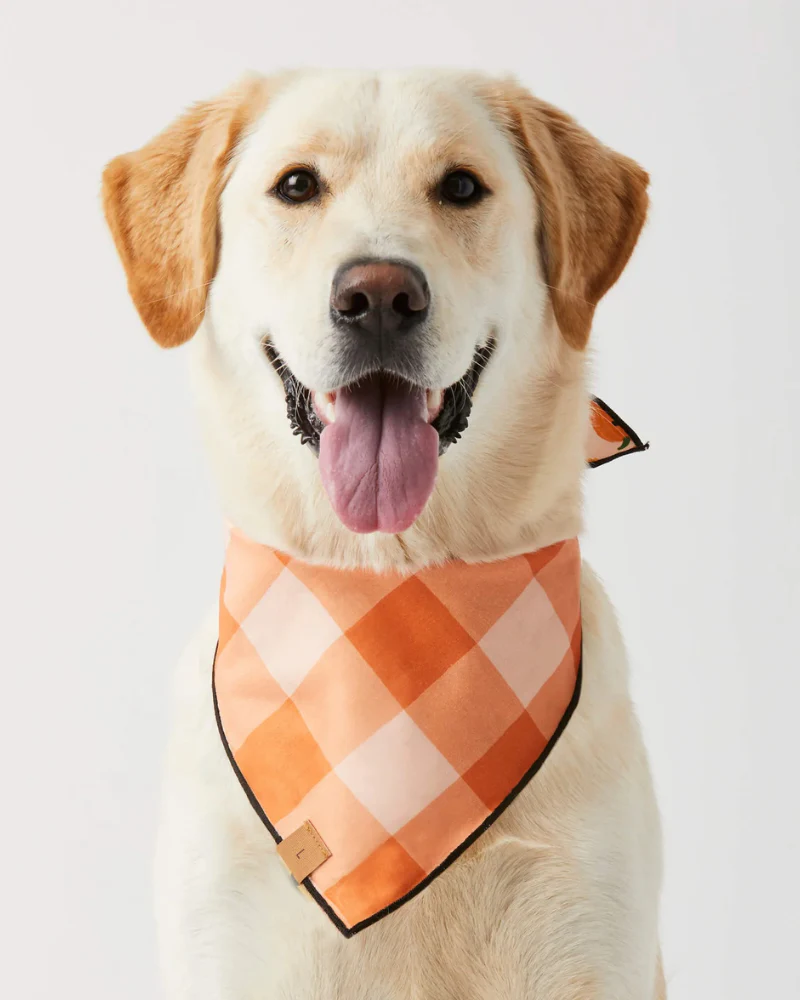 Jack-O-Lanterns Reversible Dog Bandana (Made in the USA) - Image 2