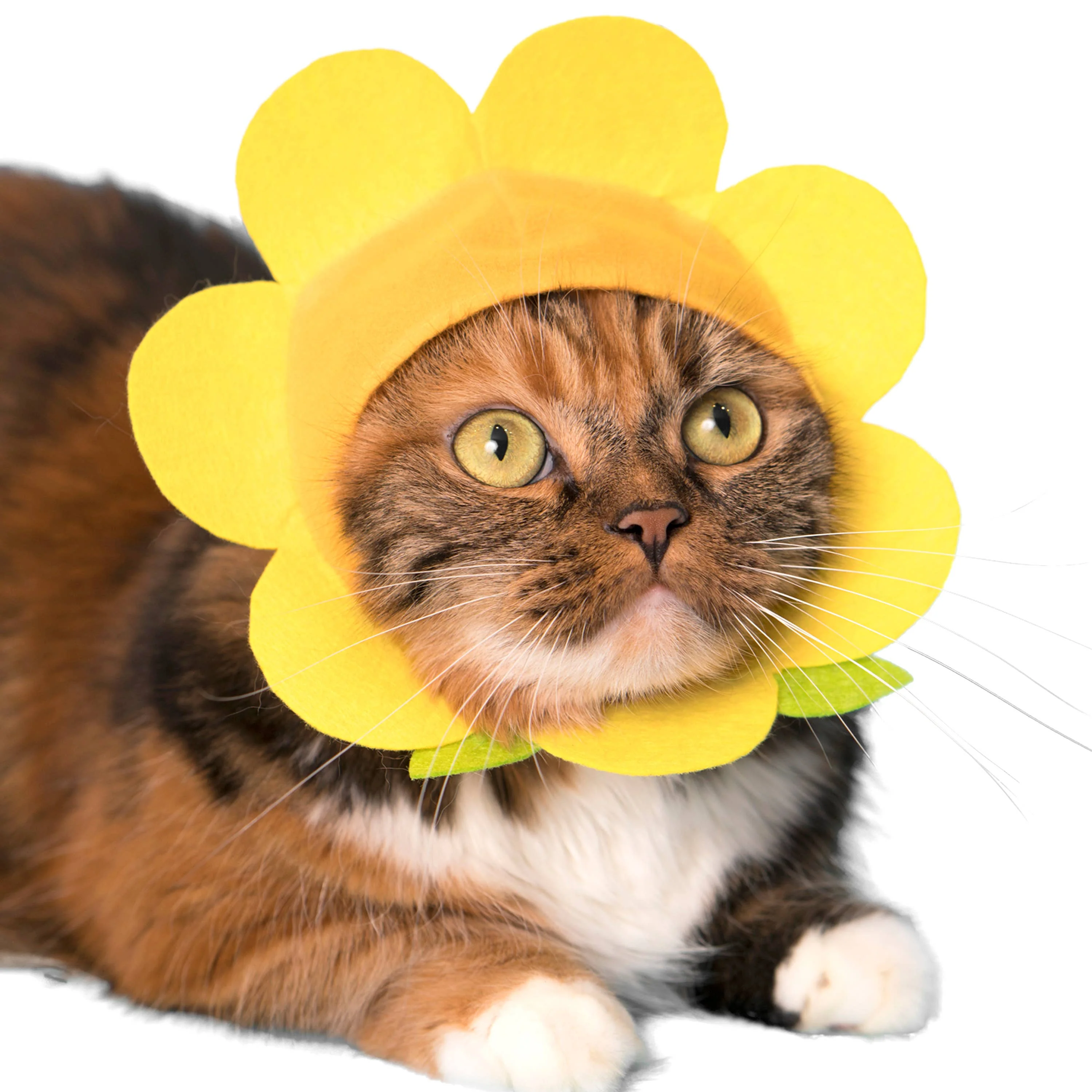 Flower Cap for Cats (Surprise Box) - Image 2