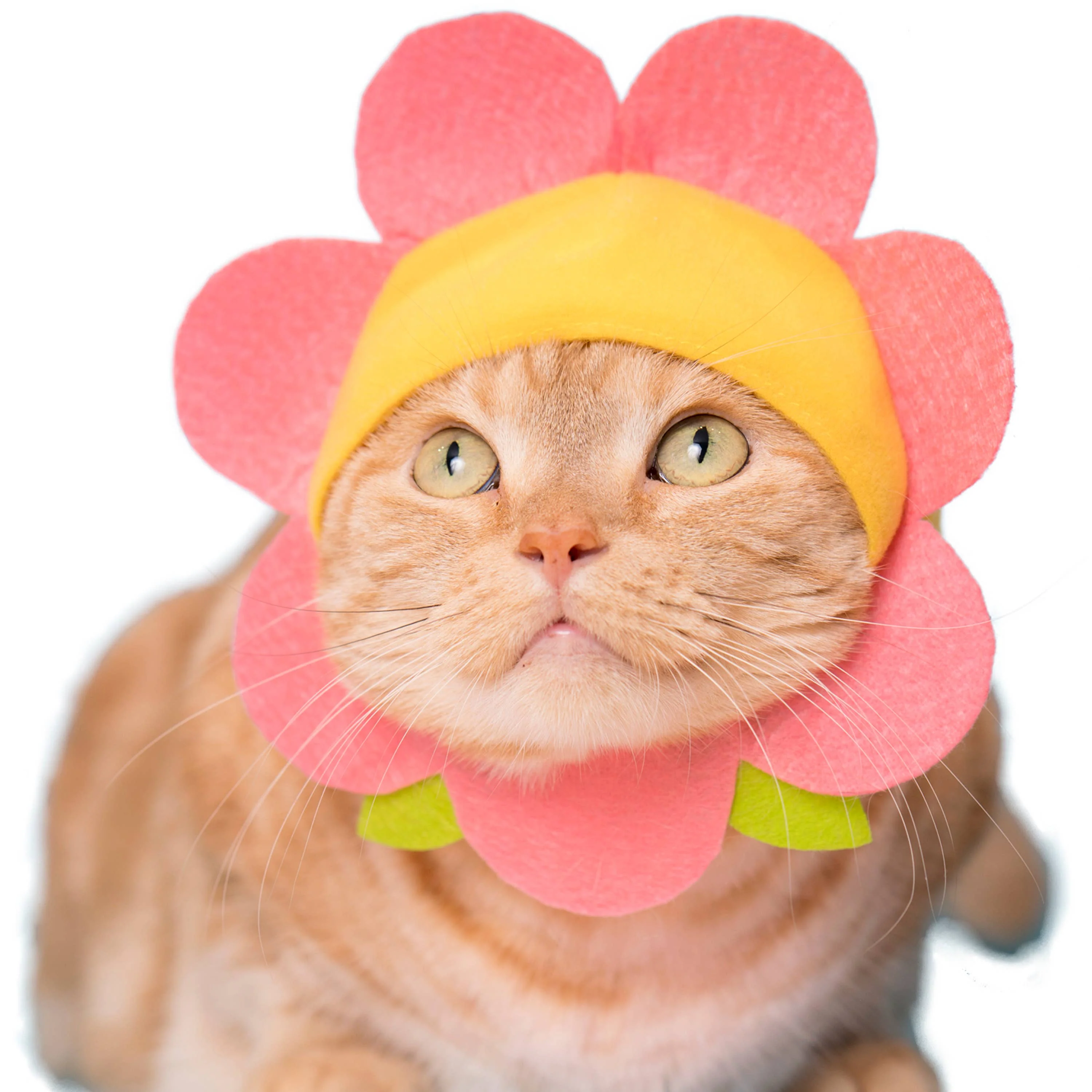 Flower Cap for Cats (Surprise Box) - Image 3