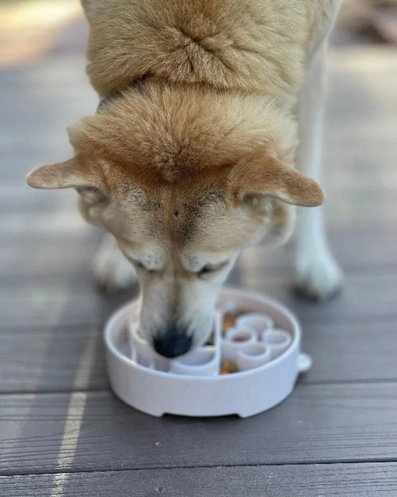 Java Slow Feeder Dog Bowl (Made in the USA) - Image 4