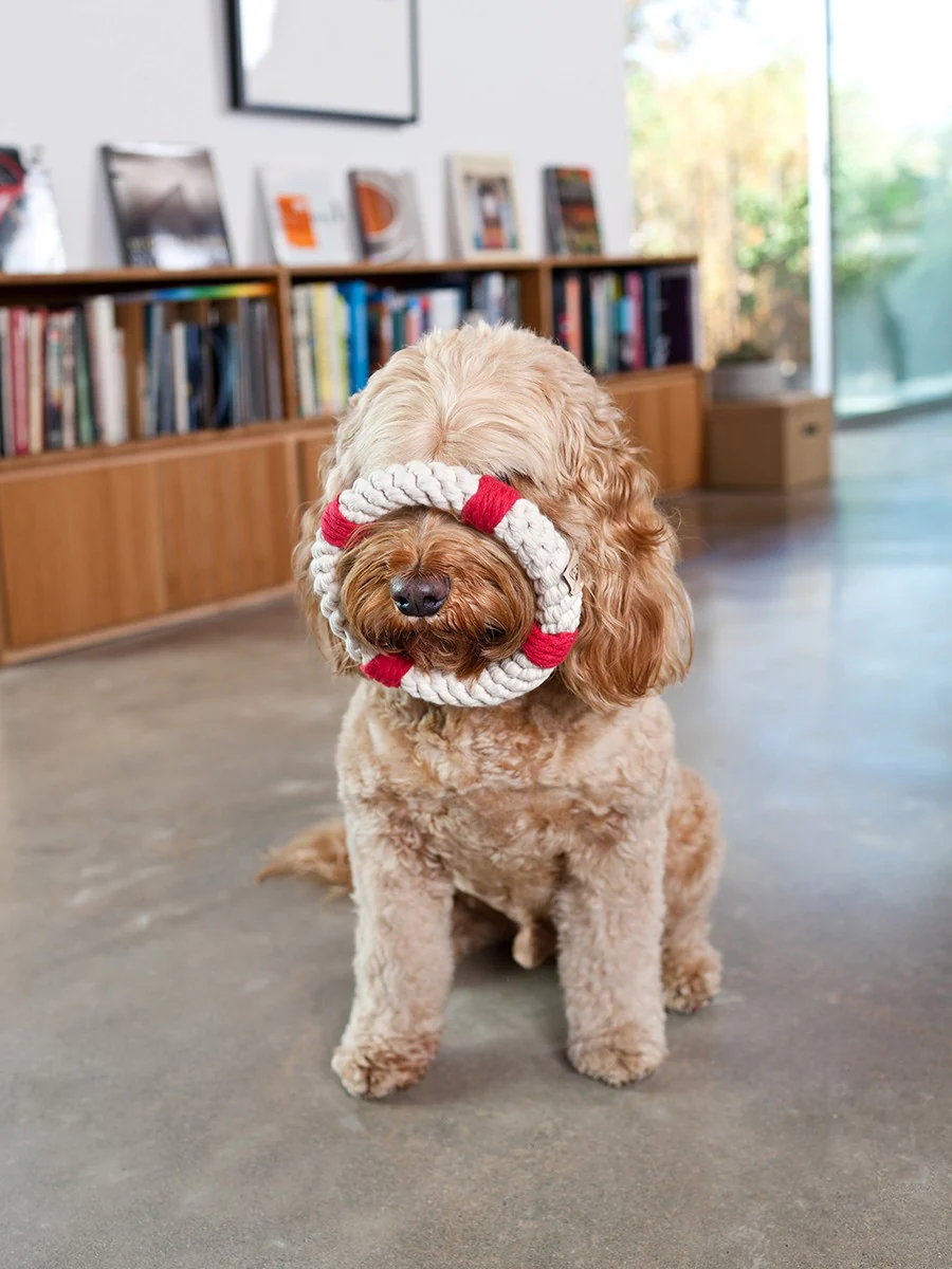 Lifesaver Rope Dog Toy - Image 5