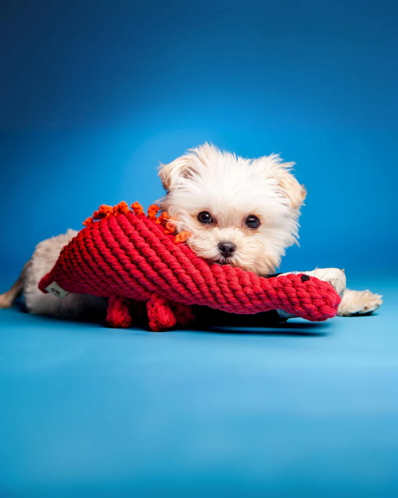 Stew the Stegosaurs Rope Dog Toy - Image 2