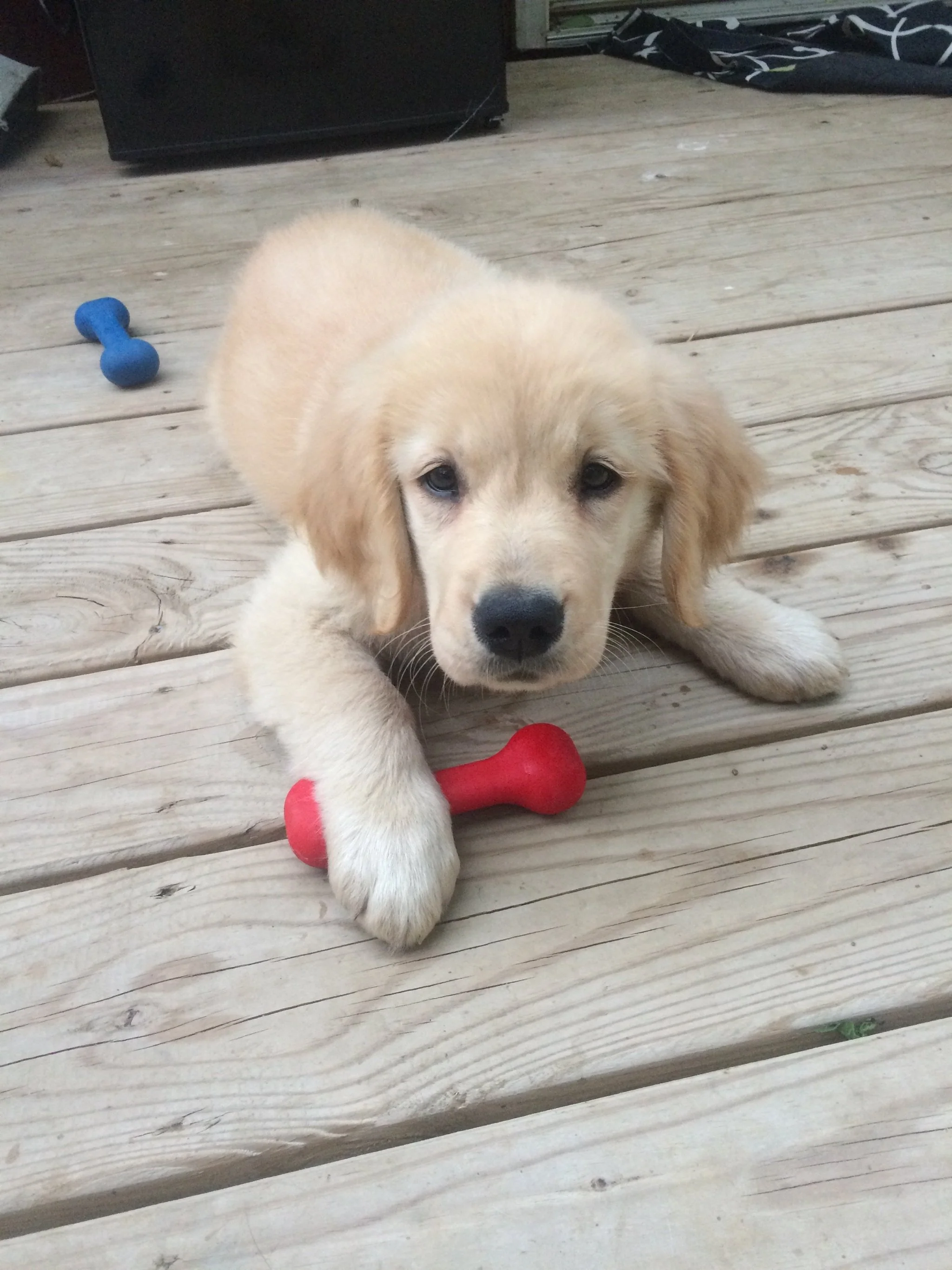 The Perfect Bone Dog Toy in Orange (Made in the USA) - Image 6