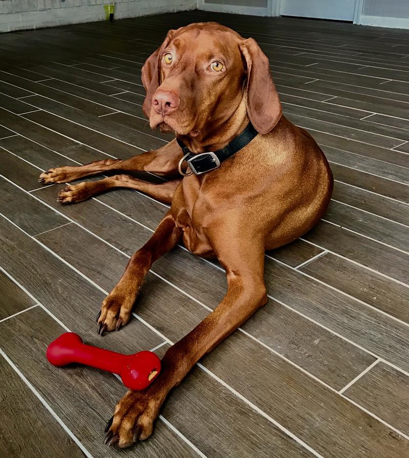 The Perfect Bone Dog Toy in Orange (Made in the USA) - Image 7