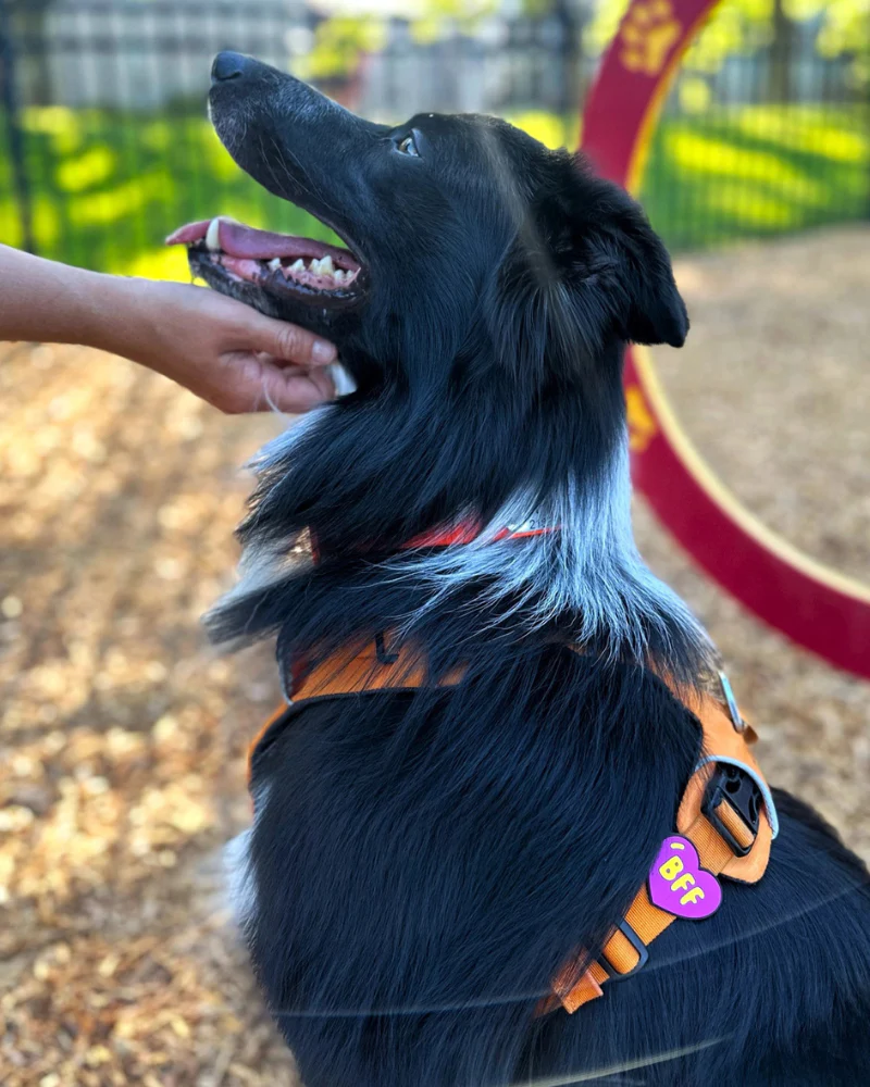Jiby Silicone Slide On Pet Charms - Image 15
