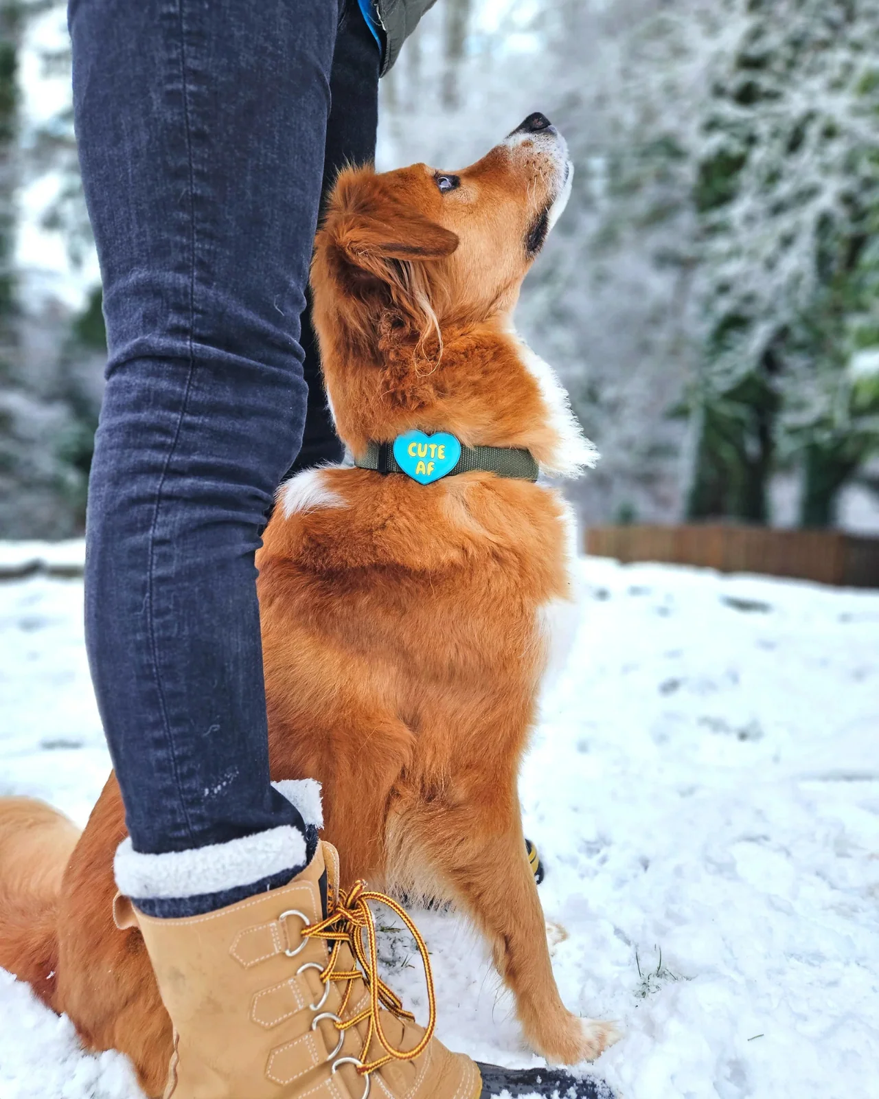 Jiby Silicone Slide On Pet Charms - Image 24