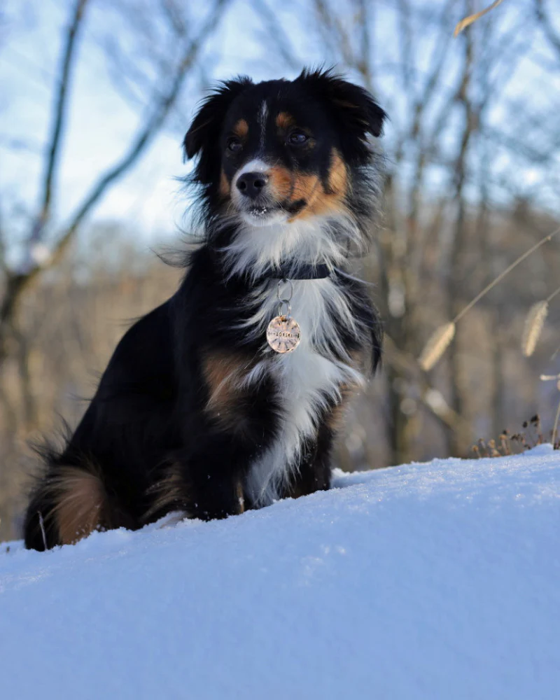 Juno Forest Custom Dog ID Tag (Custom/Drop-Ship) (Made in the USA) - Image 6
