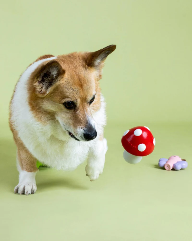 Keeping it Natural 3 Piece Squeaky Latex Dog Toy Set (FINAL SALE) - Image 4