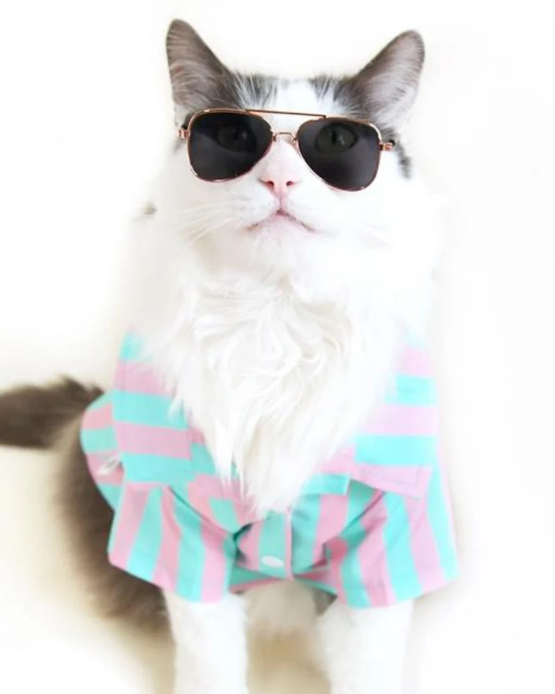 Stripey Poolside Button-Down Dog Shirt (Made in the USA) (FINAL SALE) - Image 2
