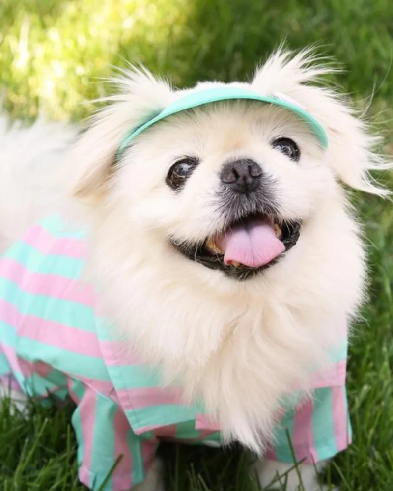 Stripey Poolside Button-Down Dog Shirt (Made in the USA) (FINAL SALE) - Image 3