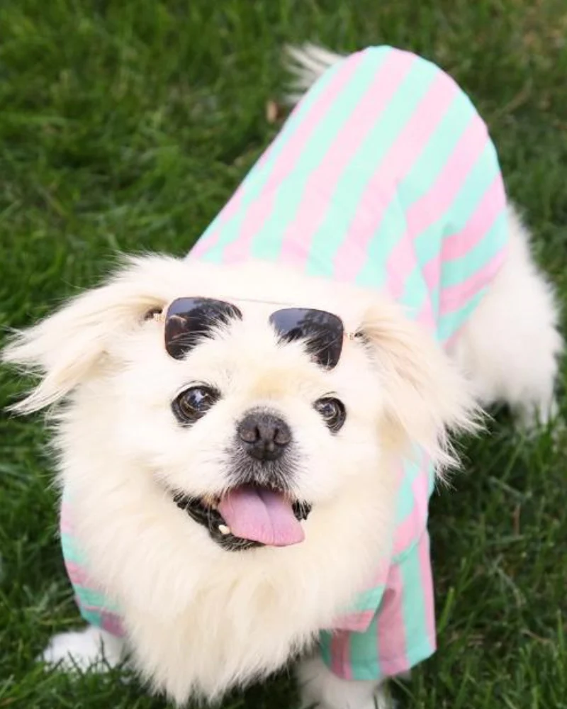 Stripey Poolside Button-Down Dog Shirt (Made in the USA) (FINAL SALE) - Image 5