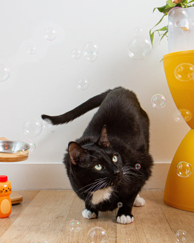Kiko Catnip Bubbles - Image 3