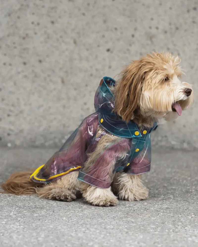 Kinney Translucent Dog Raincoat (FINAL SALE) - Image 3