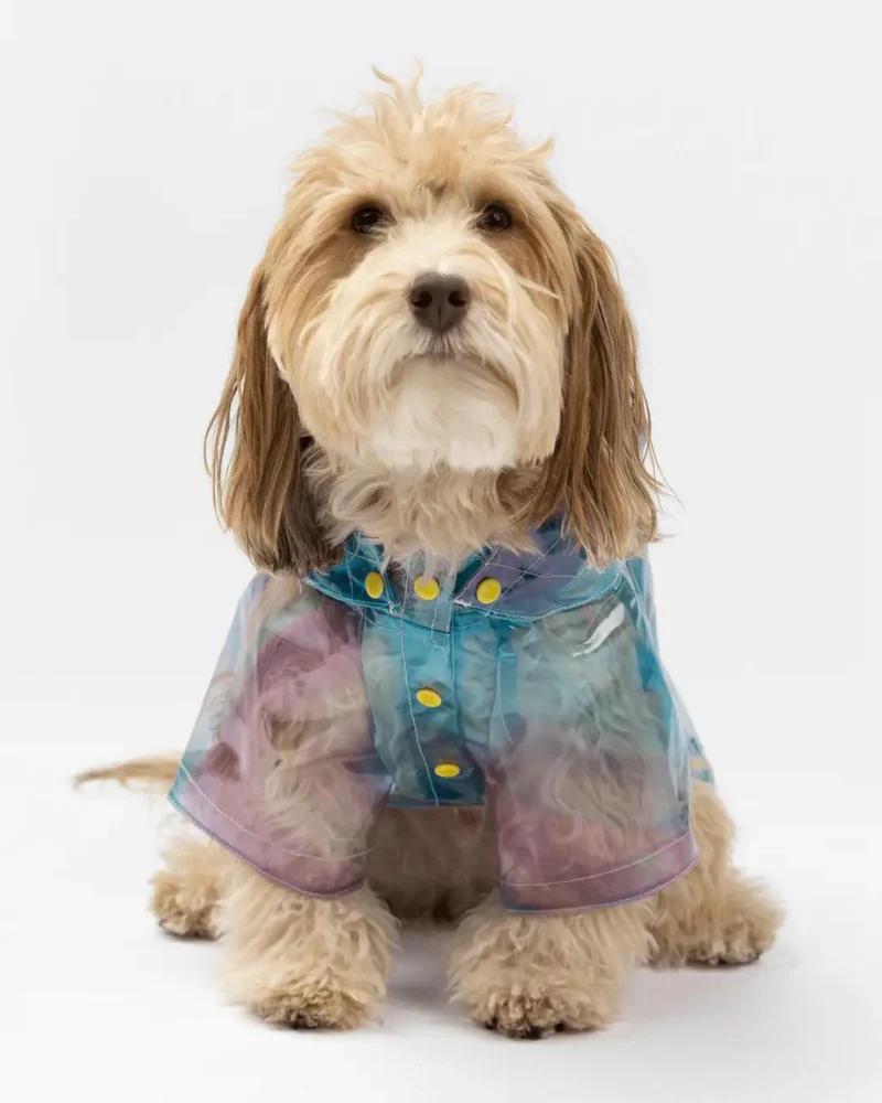Kinney Translucent Dog Raincoat (FINAL SALE) - Image 4