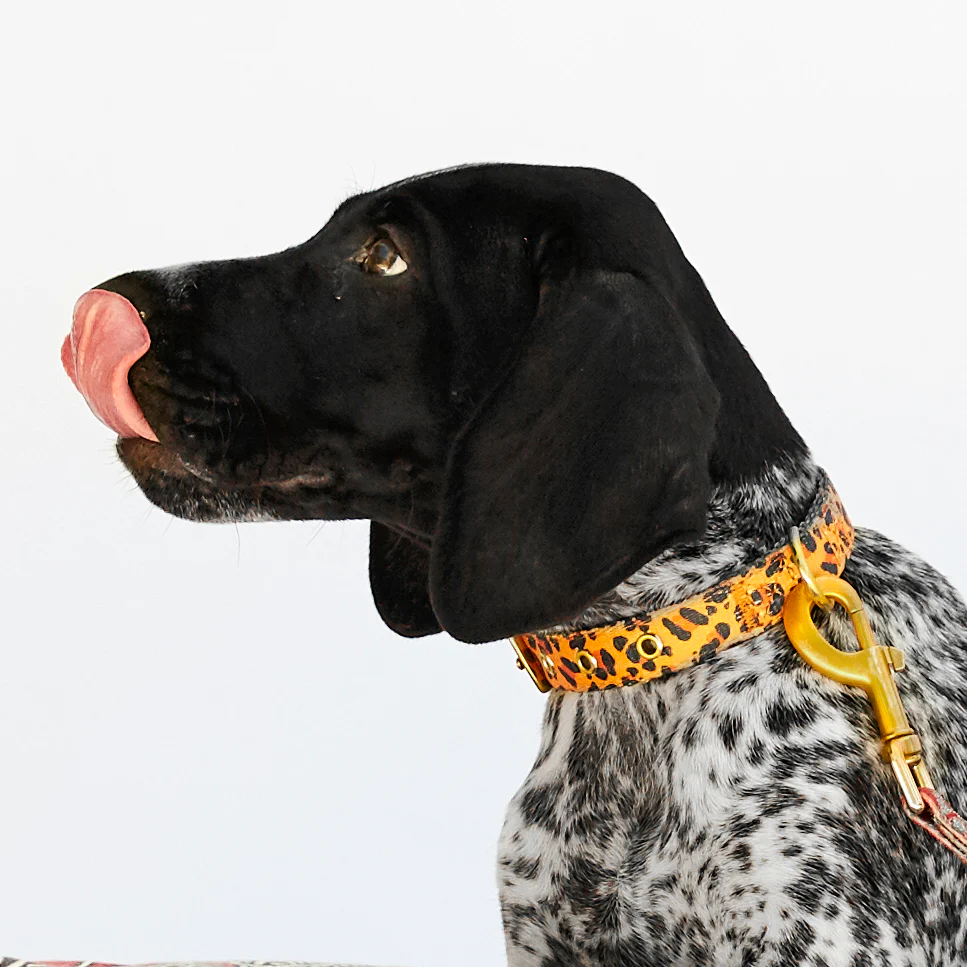 Tarzan Dog Collar