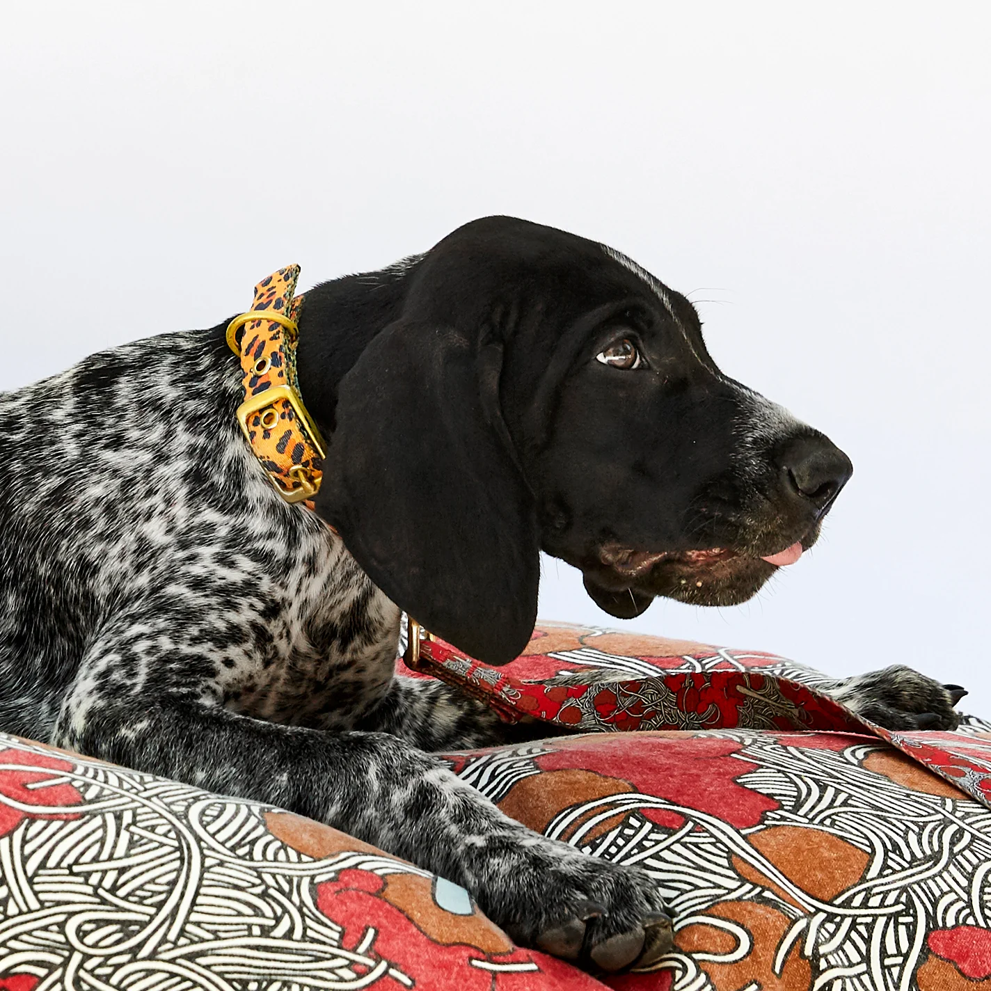 Tarzan Dog Collar - Image 5