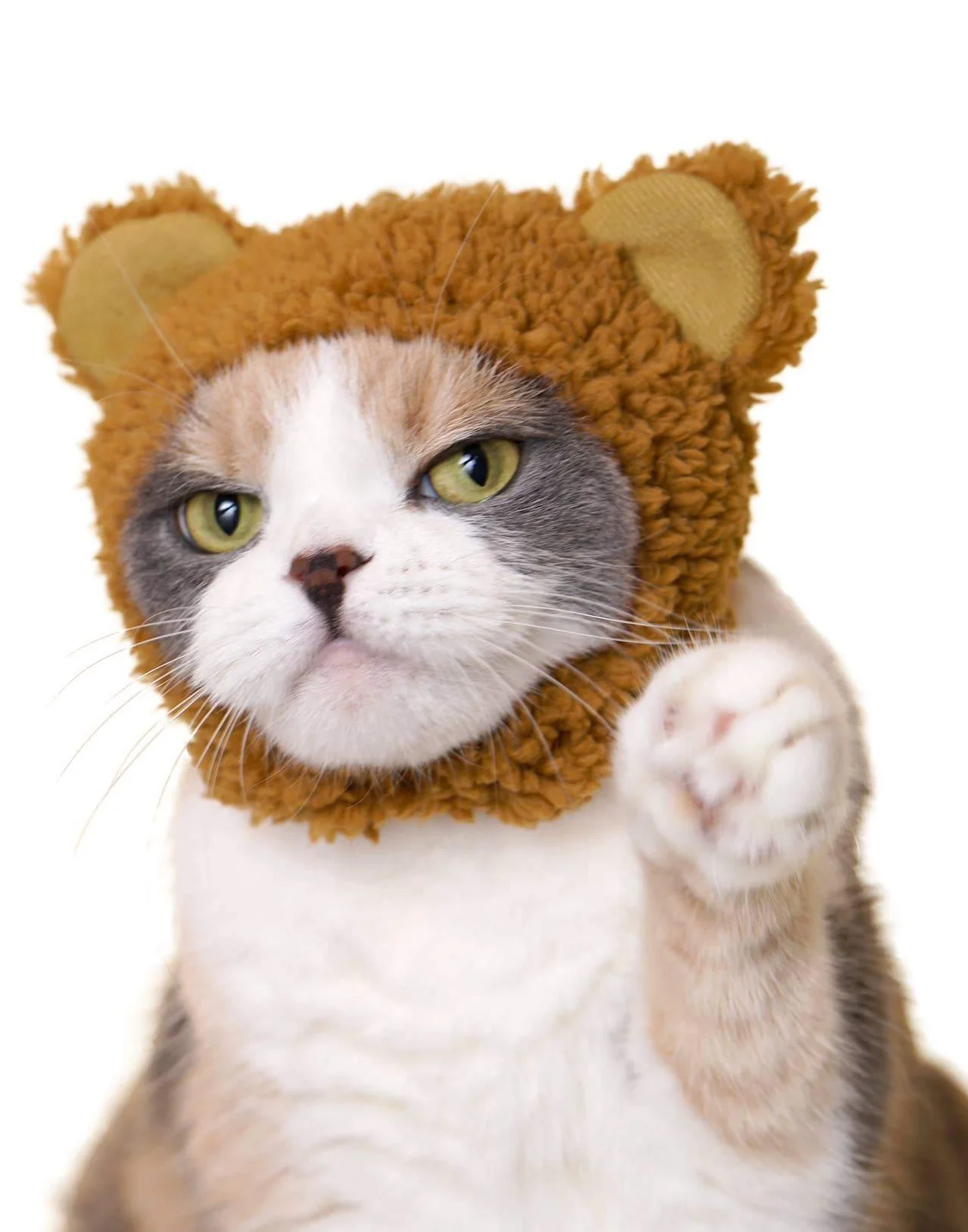 Bear Cap for Cats (Surprise Box) - Image 2