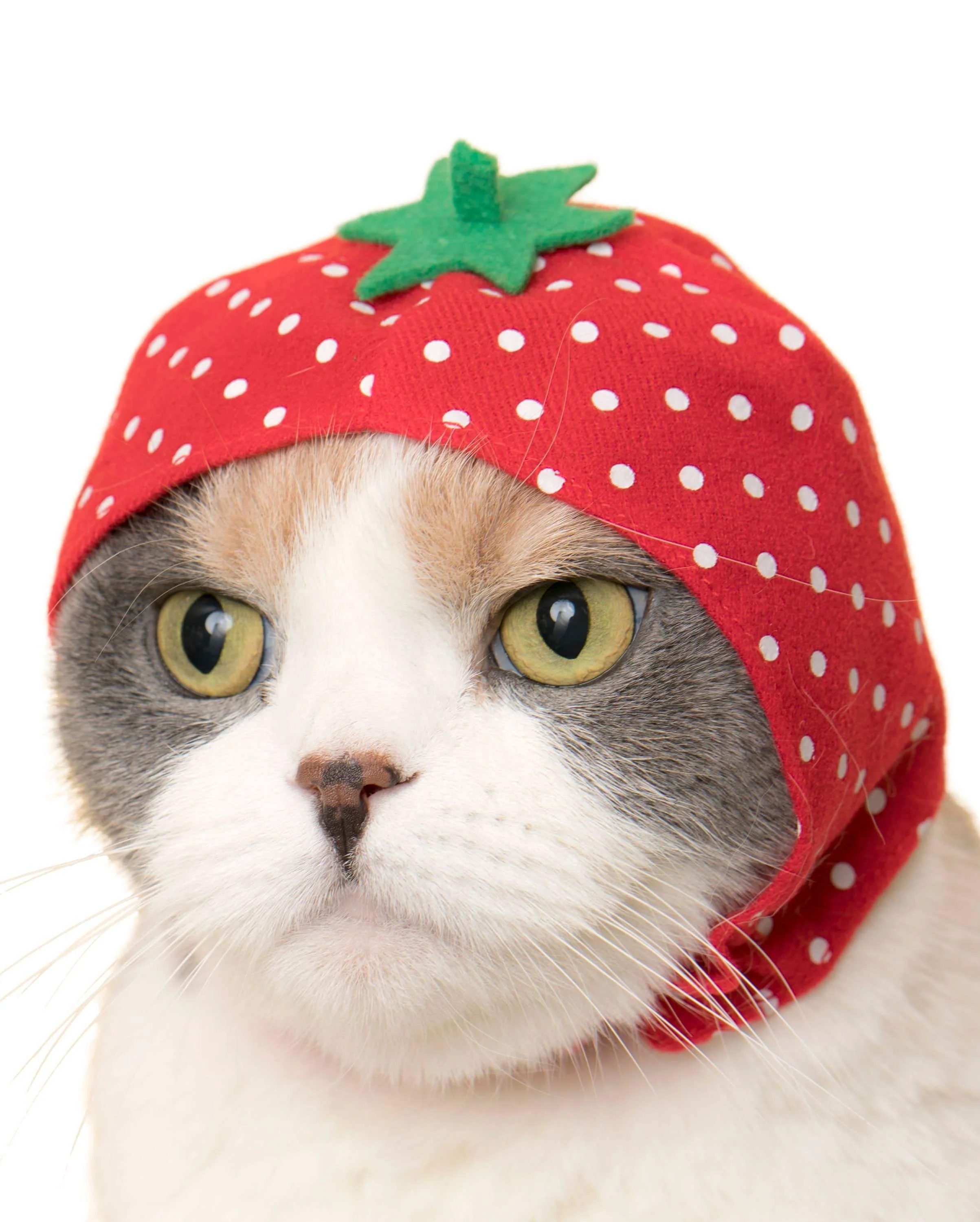 Bear Cap for Cats (Surprise Box)