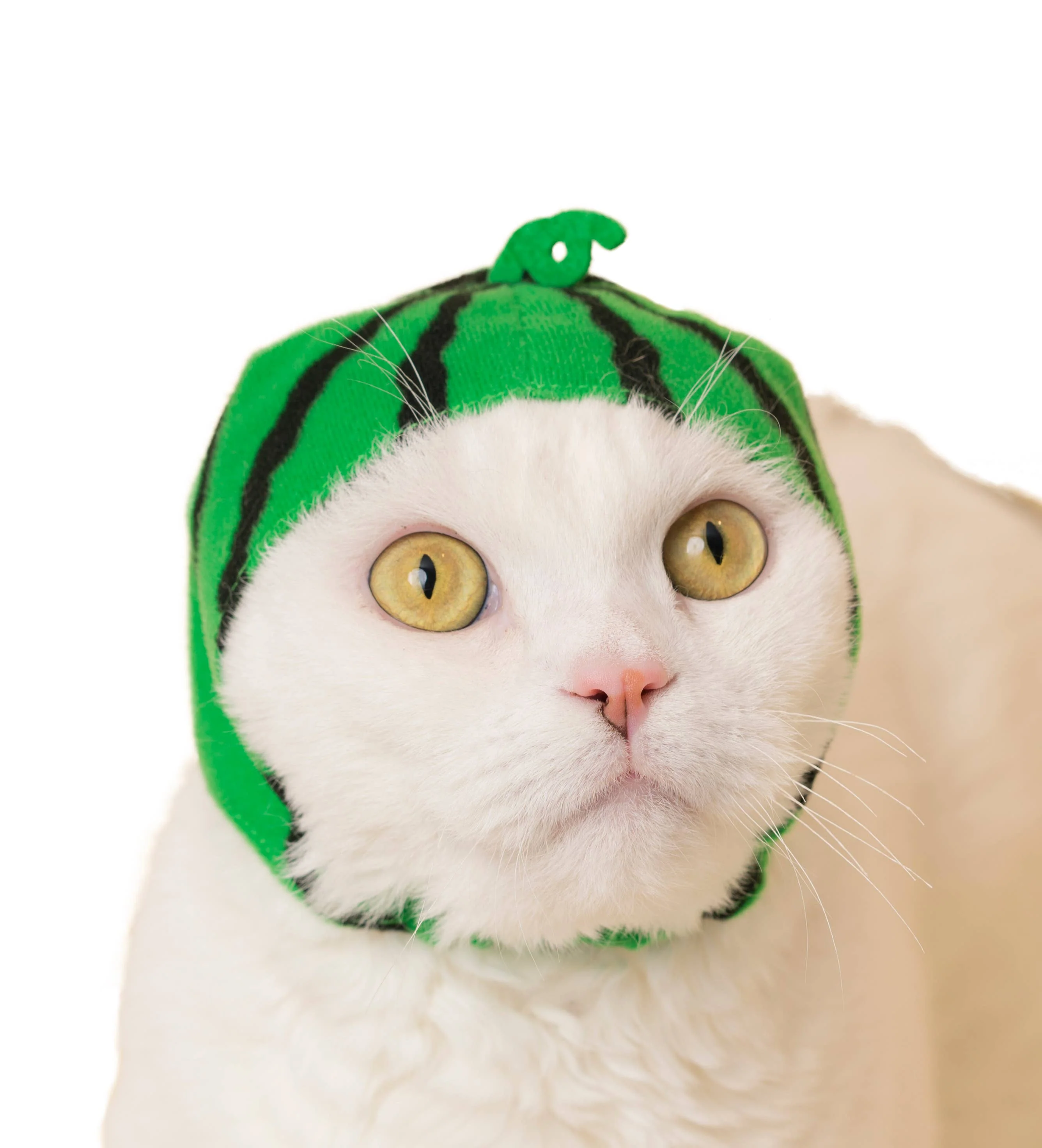 Bear Cap for Cats (Surprise Box) - Image 3