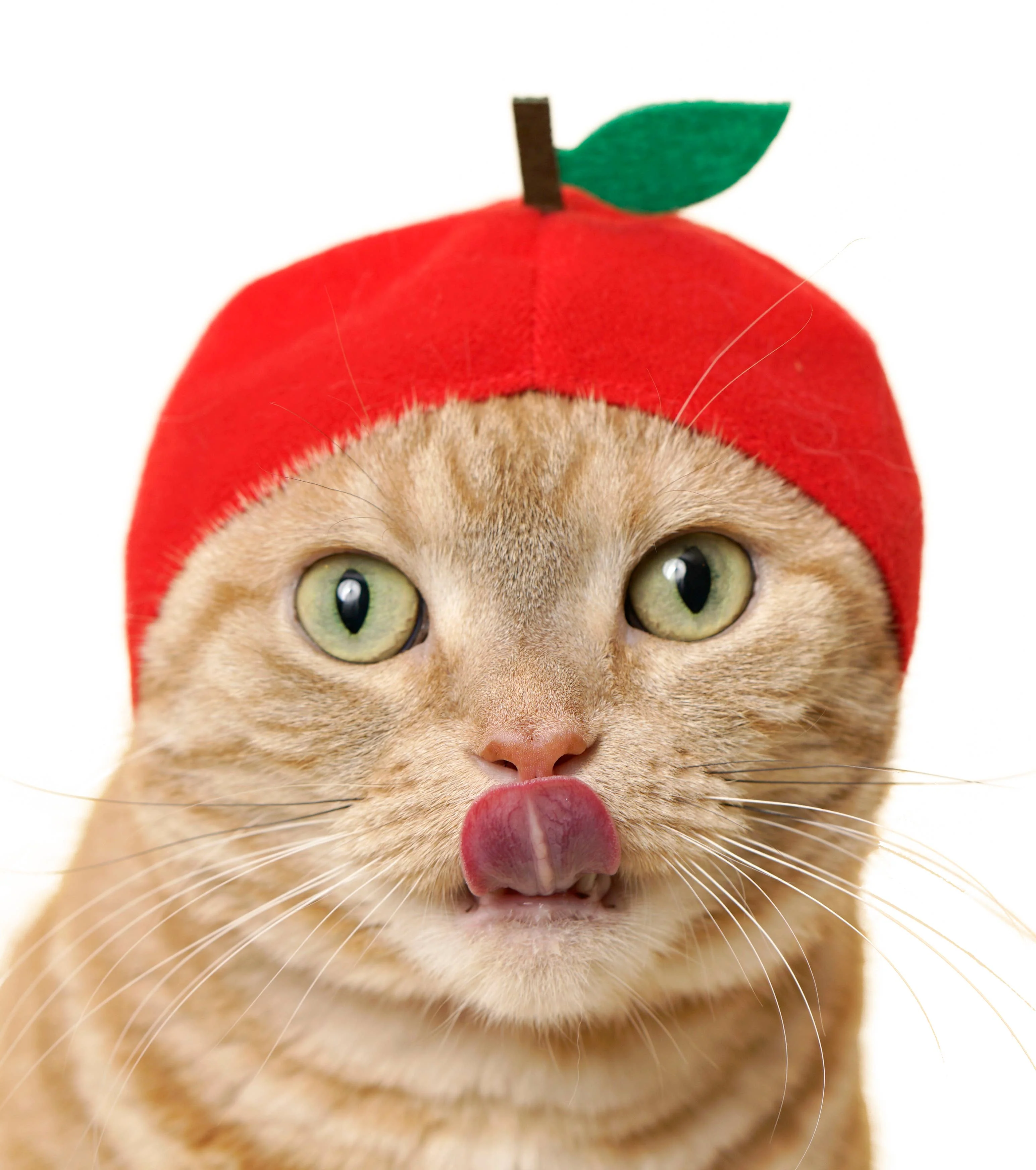 Bear Cap for Cats (Surprise Box) - Image 4