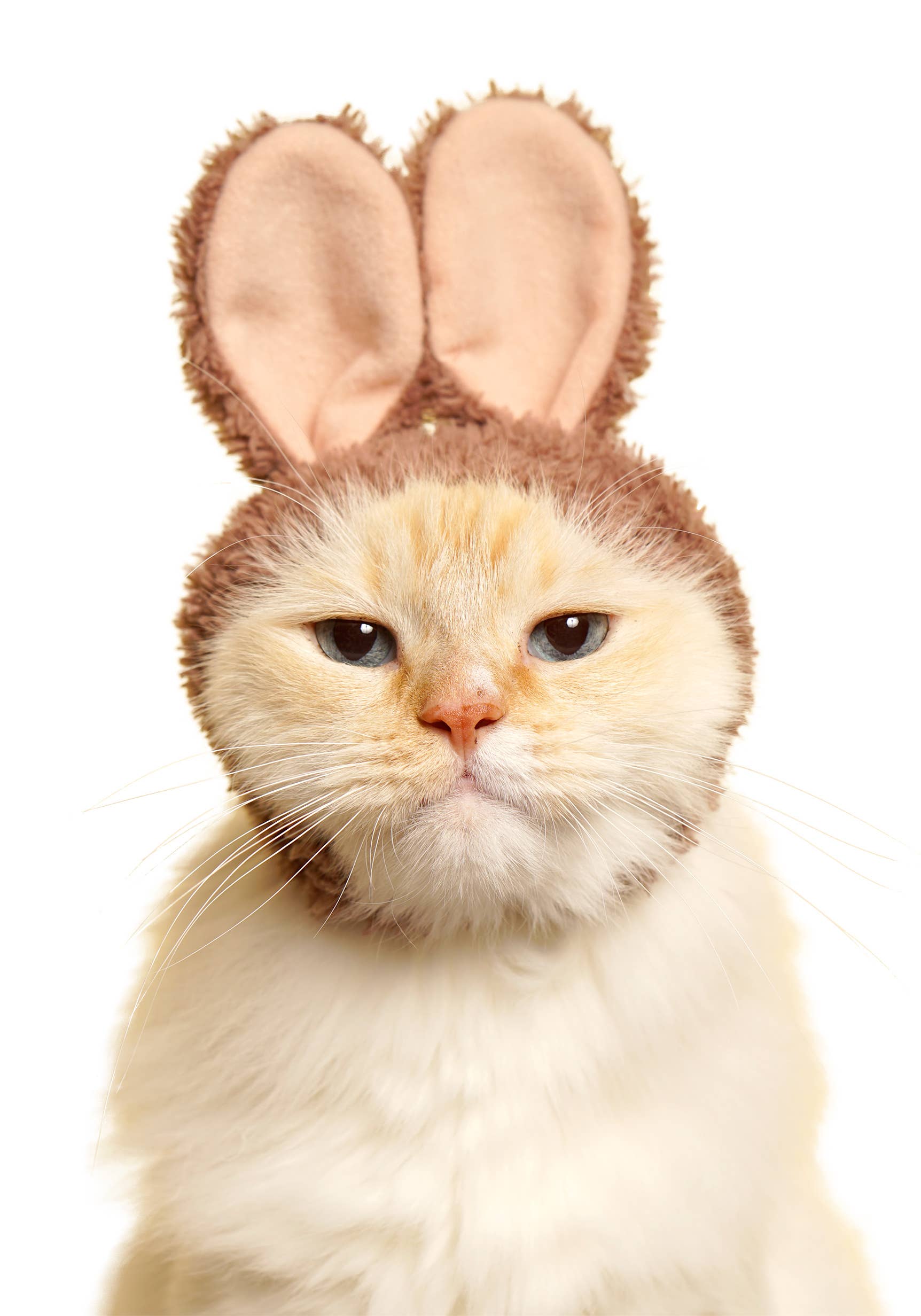 Rabbit Cap for Cats (Surprise Box) - Image 2