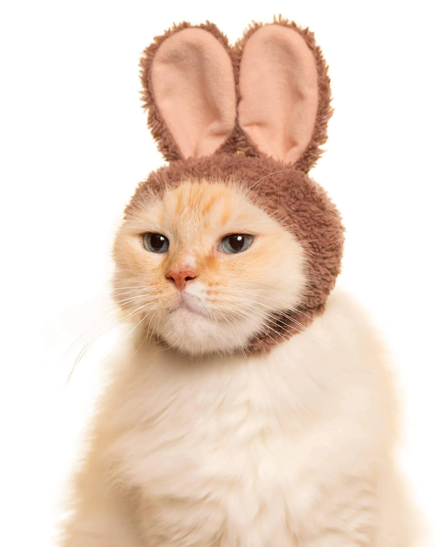 Rabbit Cap for Cats (Surprise Box) - Image 3
