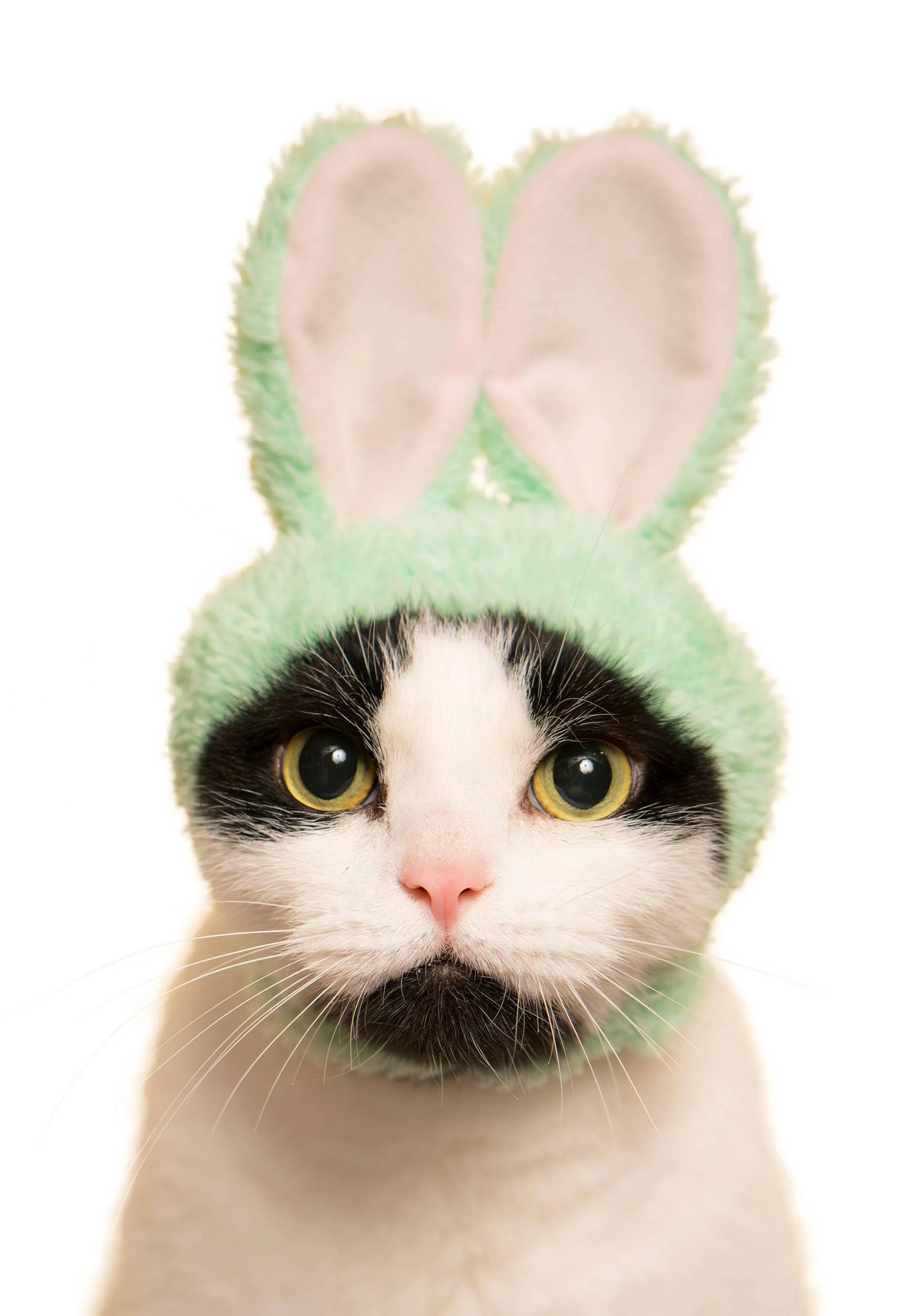 Rabbit Cap for Cats (Surprise Box) - Image 8