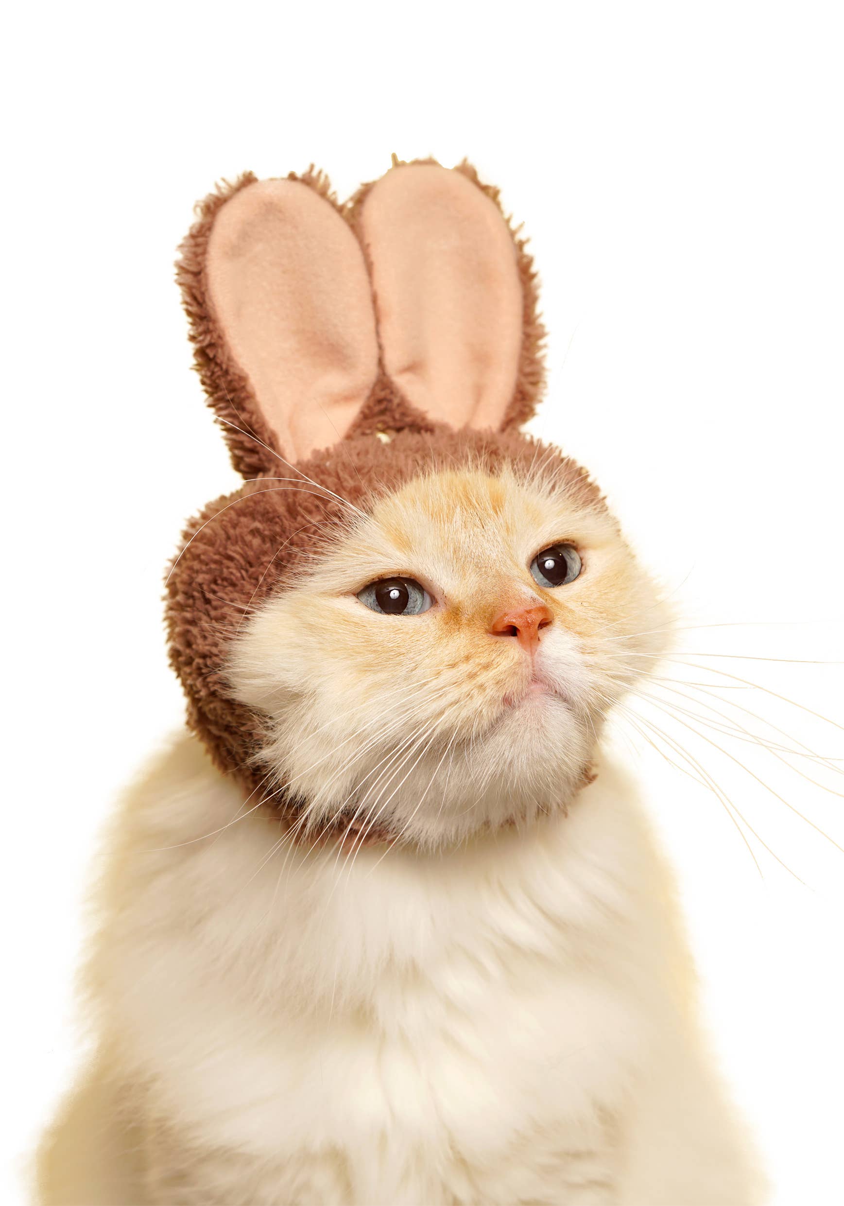 Rabbit Cap for Cats (Surprise Box) - Image 9