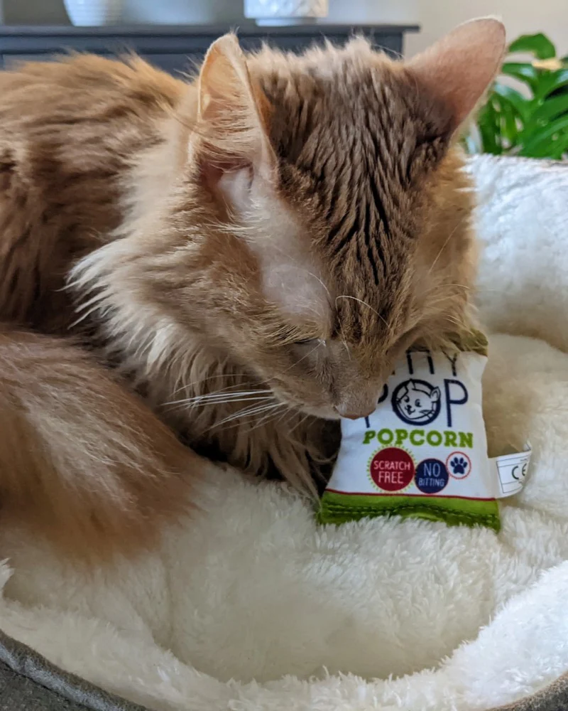 Kitty Pop Crinkle Plush Cat Toy w/ Catnip - Image 6