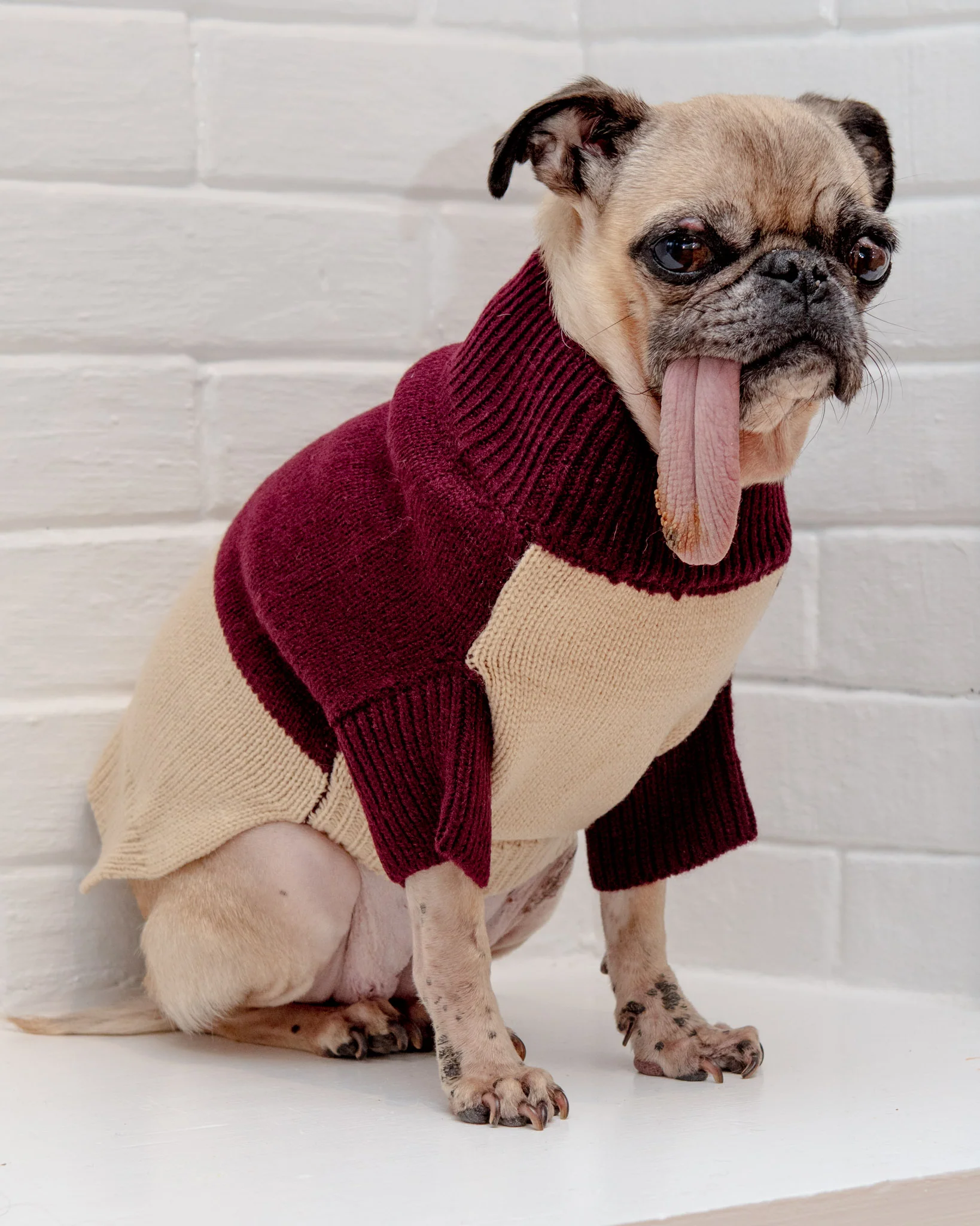 Colorblock Knit Dog Sweater in Burgundy & Beige<br>((FINAL SALE))