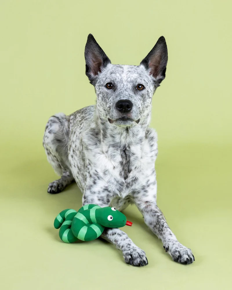 Knotty by Nature Squeaky Latex Dog Toy - Image 2