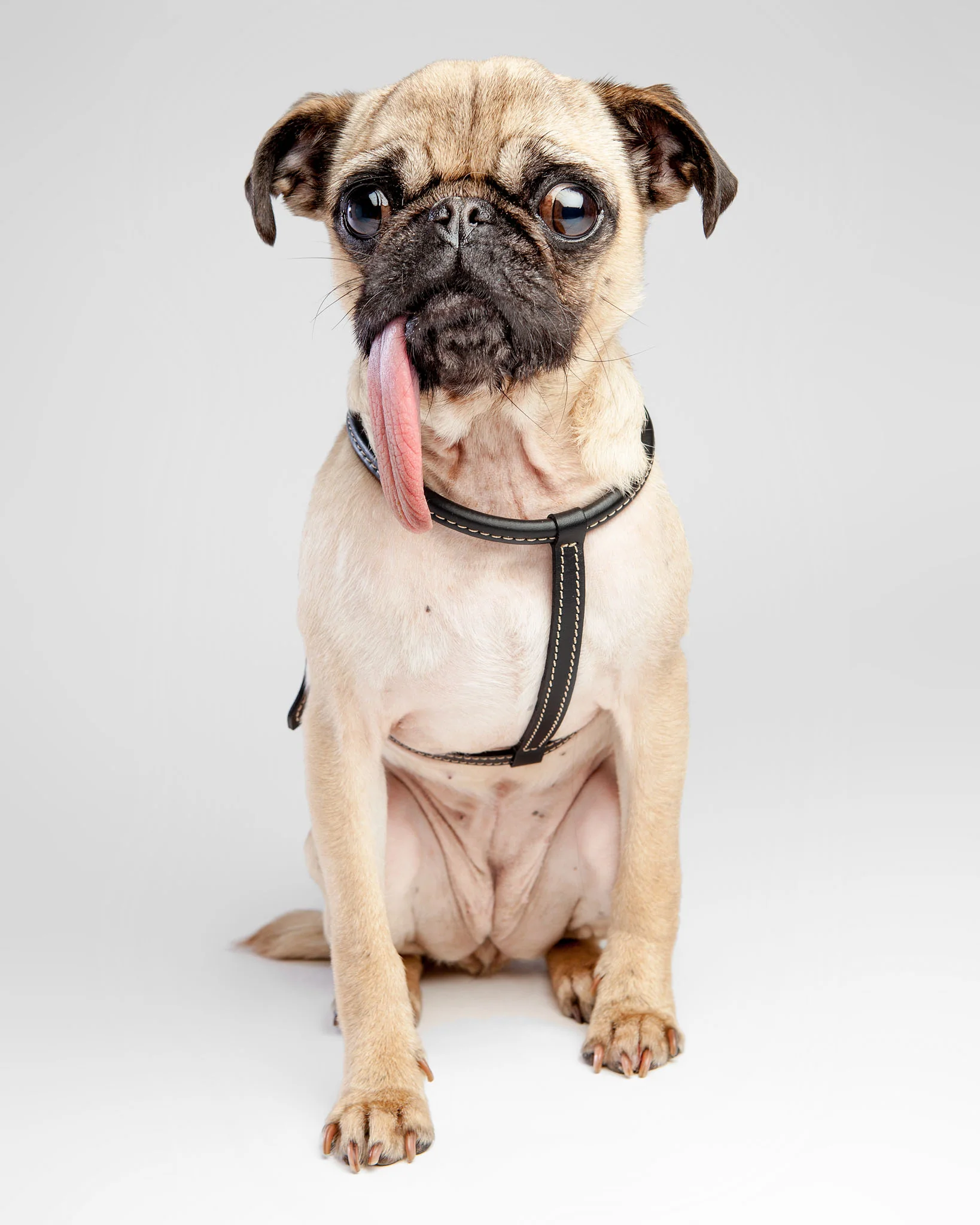 Italian Leather Dog Harness in Classic Black - Image 2