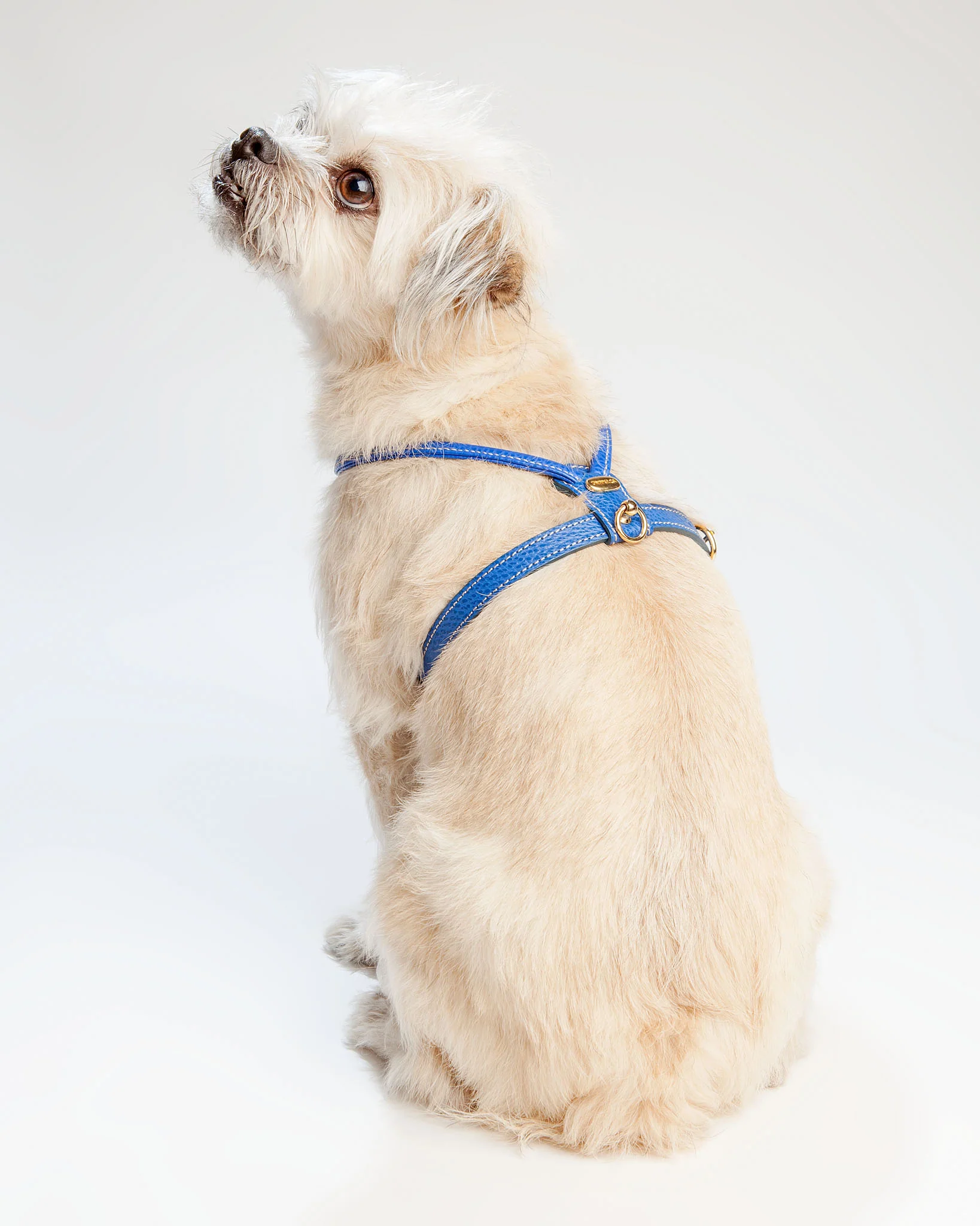 Italian Leather Harness in Blue << FINAL SALE >> - Image 2