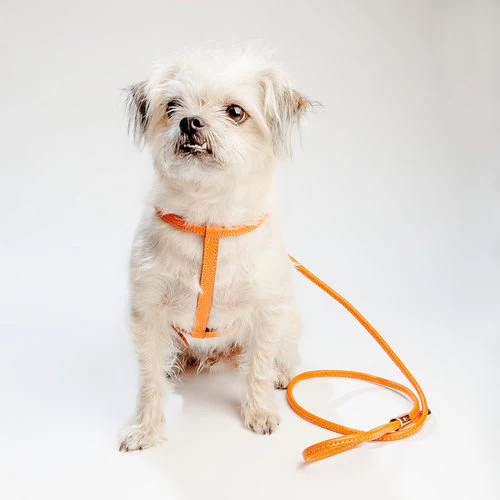 Italian Leather Harness in Orange - Image 4