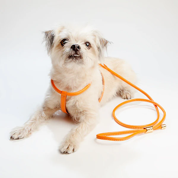 Italian Leather Harness in Orange - Image 5
