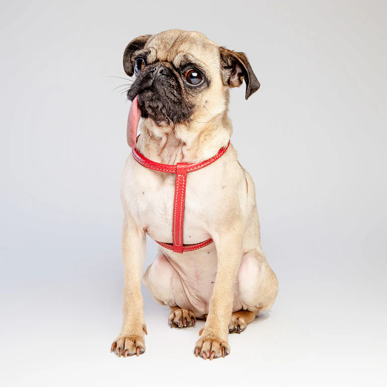 Italian Leather Harness in Red (FINAL SALE) - Image 3