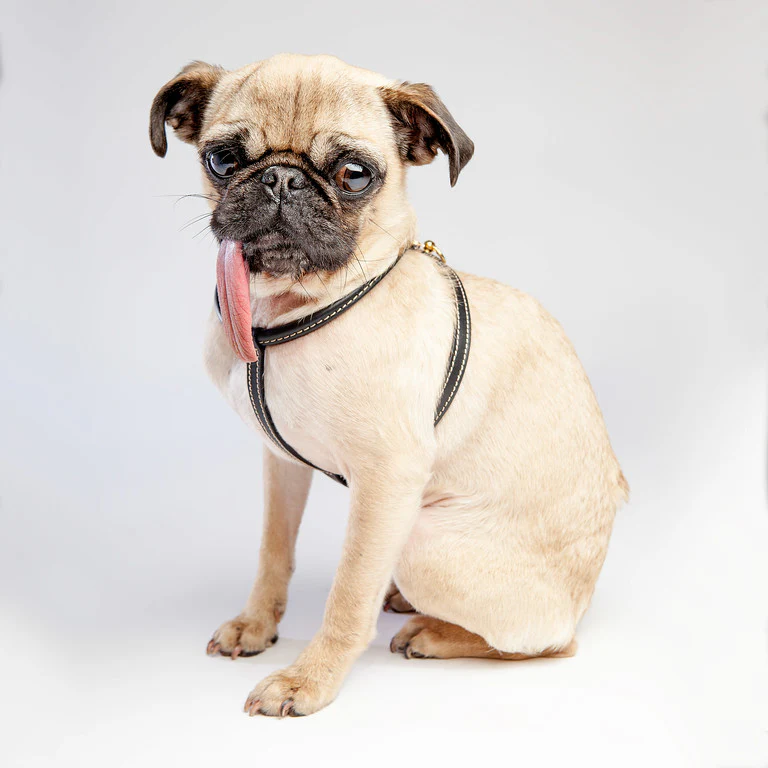 Italian Leather Dog Leash in Classic Black - Image 2