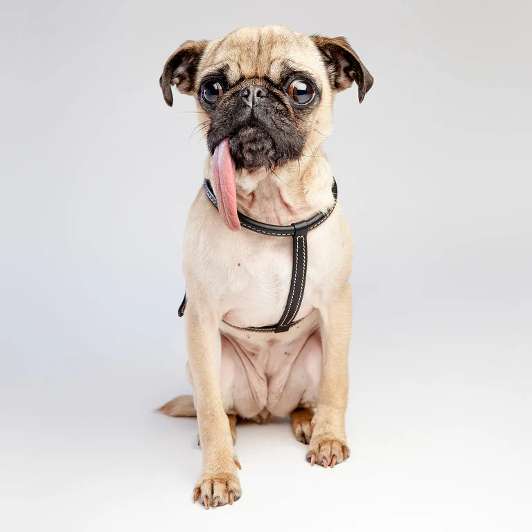 Italian Leather Dog Leash in Classic Black - Image 3
