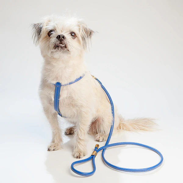 Italian Leather Leash in Blue - Image 2